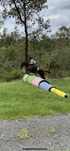 horse blowjob|Good